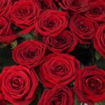 Букет из 19 бордовых роз
