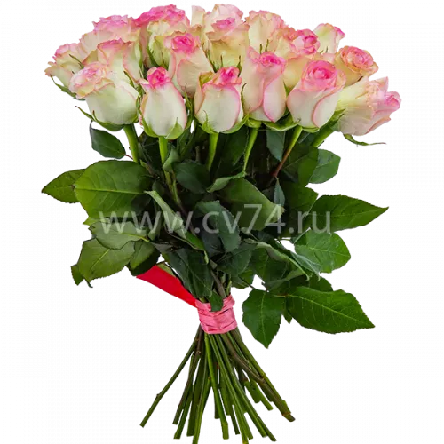 25 бело-розовых роз