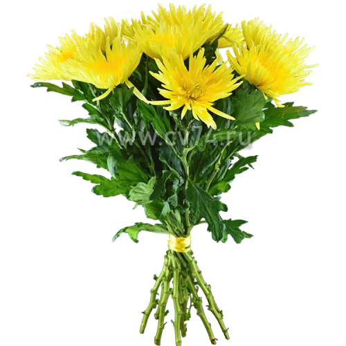 Хризантема Анастасия жёлтая