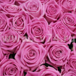 Розовые розы Аква