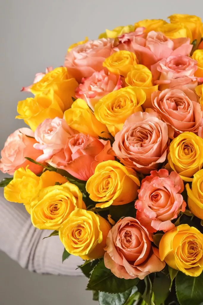 Розово-желтые розы Эквадор 51 шт