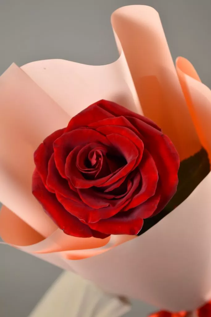 Красная роза Эквадор