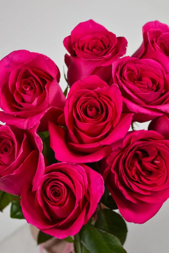 9 роз Эквадор ярко-розовых