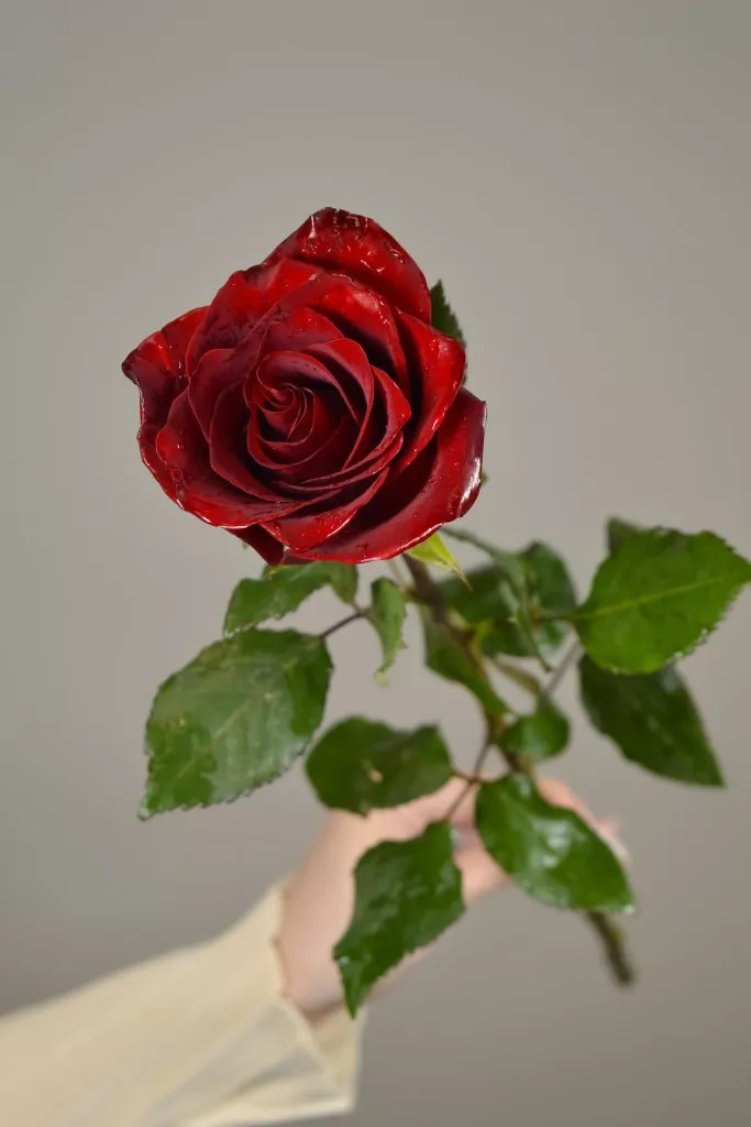 Красная роза Эквадор