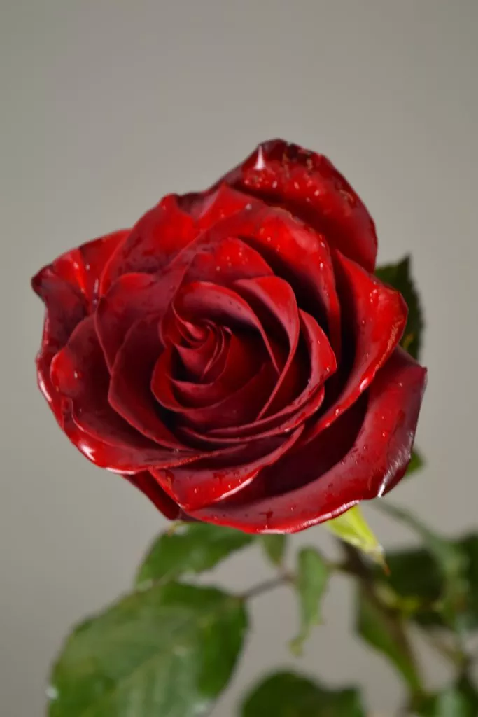 Красная роза Эквадор