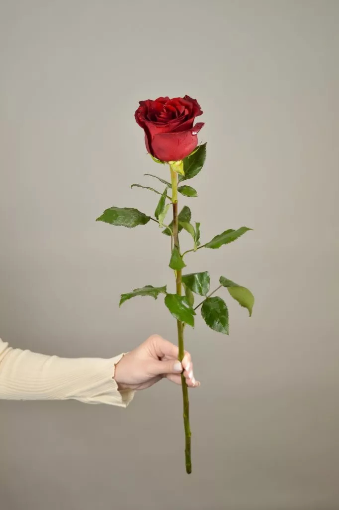 Красная роза Эквадор