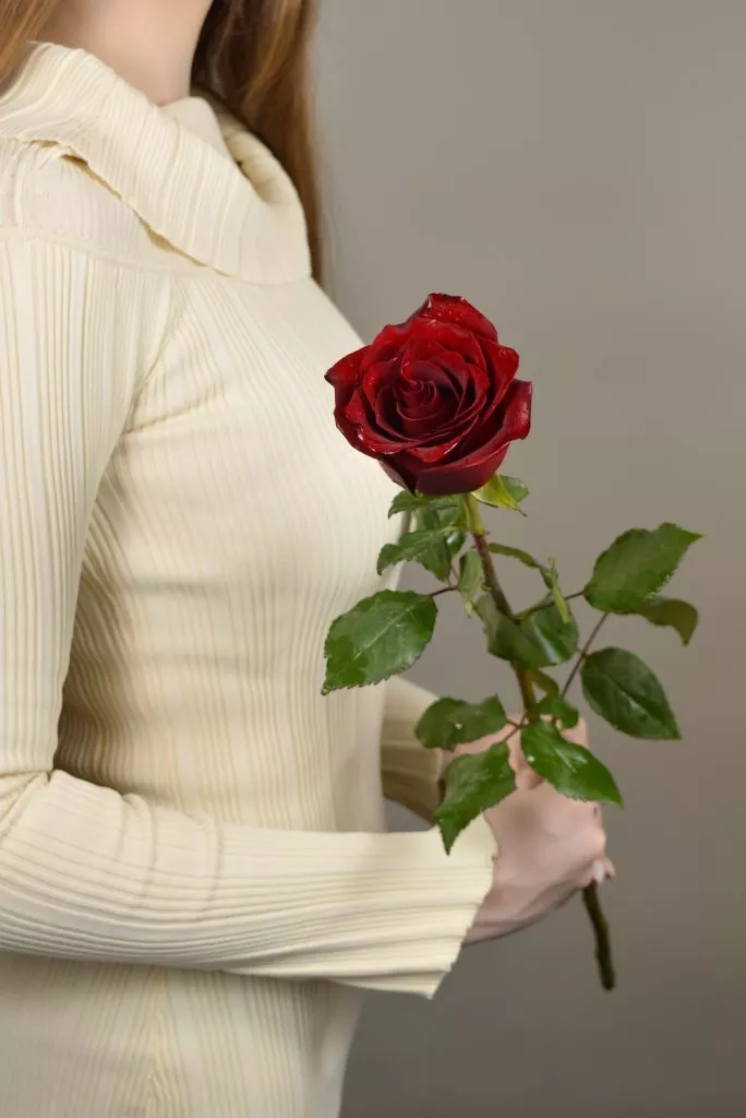 Красная роза Эквадор