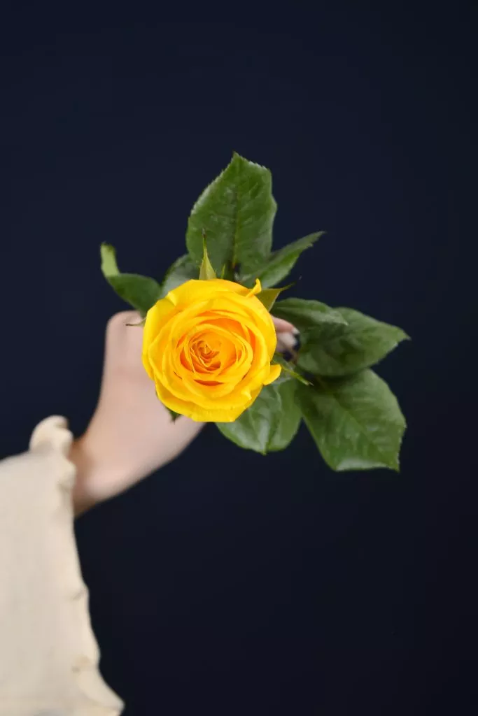 Желтая роза