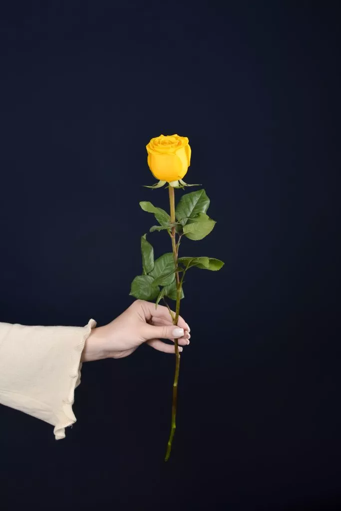 Желтая роза