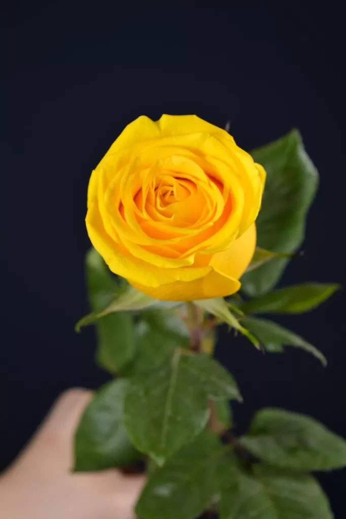 Желтая роза