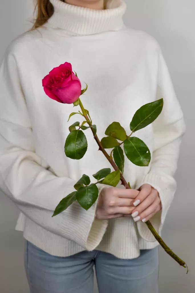 Роза Эквадор ярко -розовая, малиновая