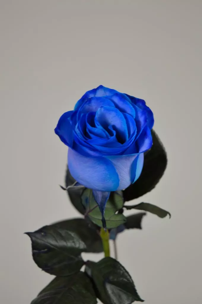Синяя роза