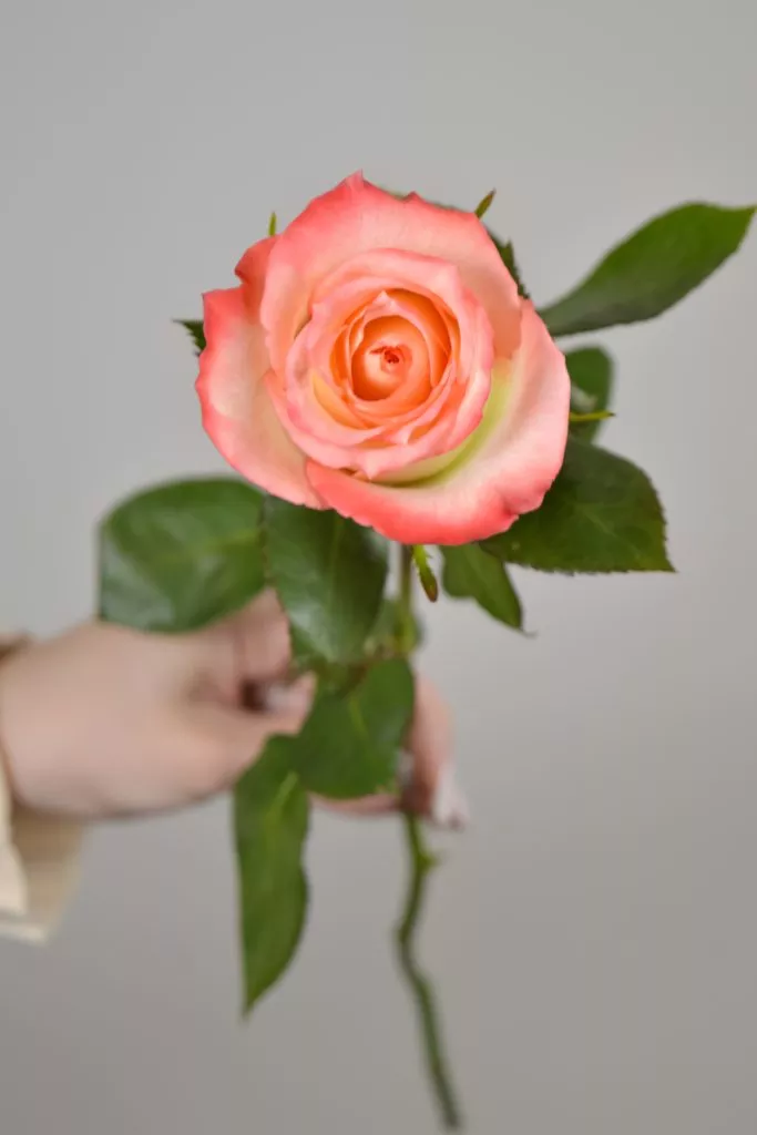 1 розовая роза