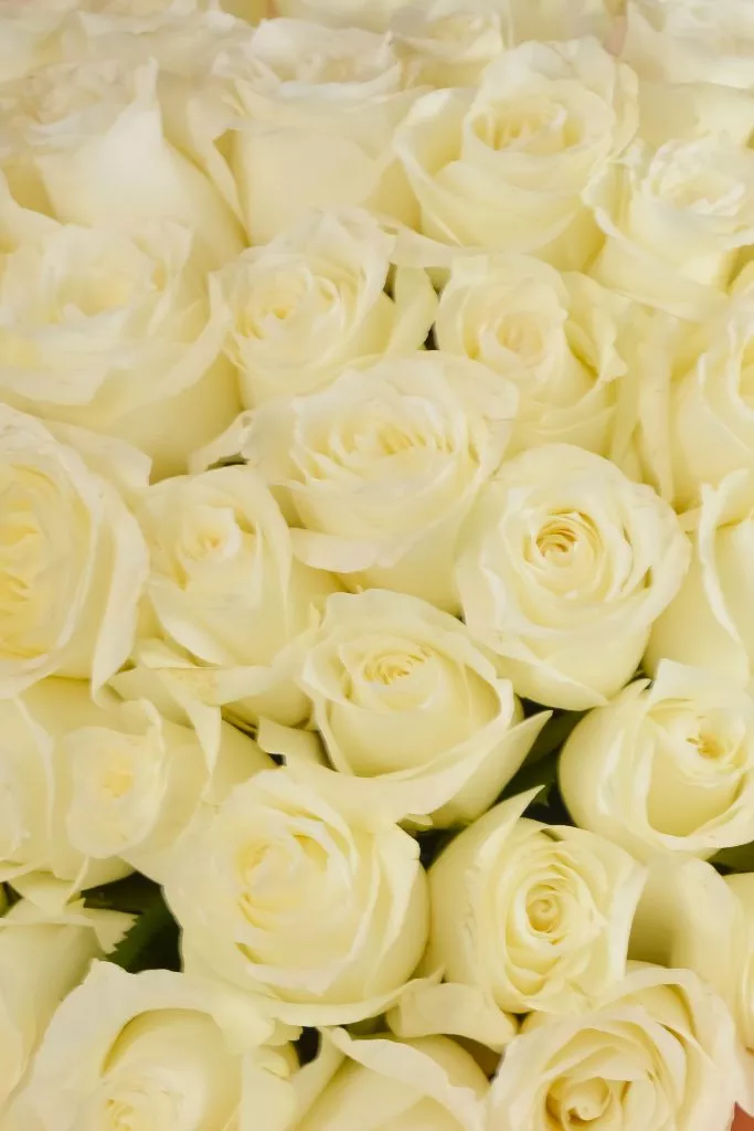 51 белая роза 40 см в оформлении