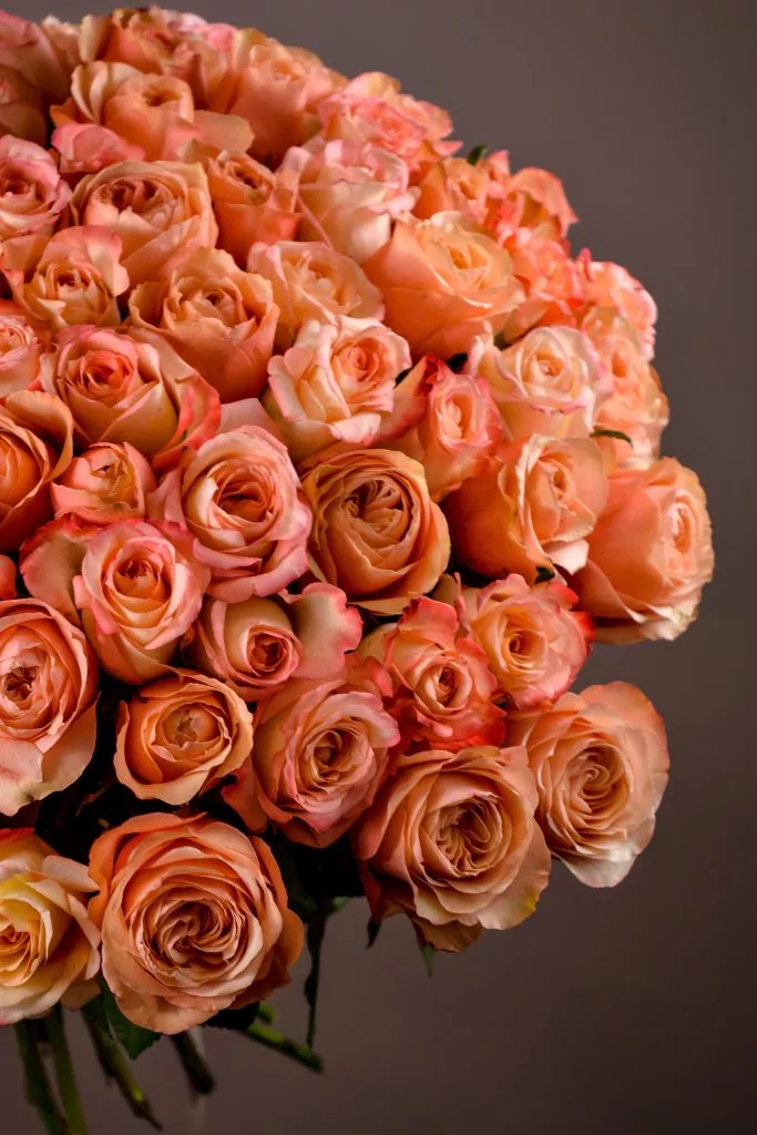 75 розовые розы Эквадор