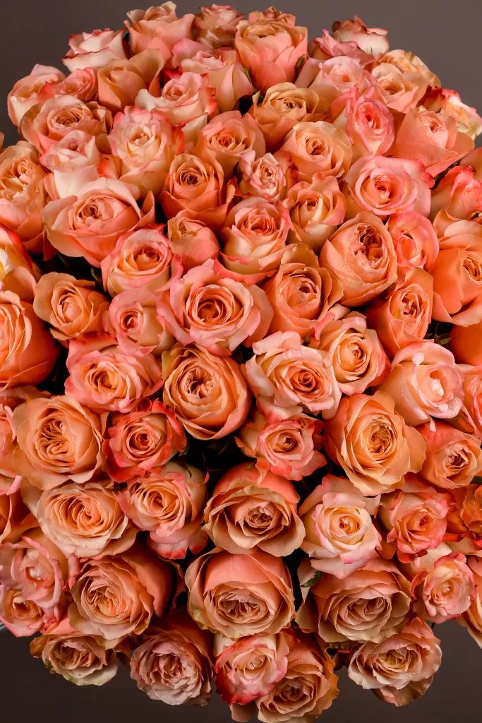 101 розовые розы Эквадор