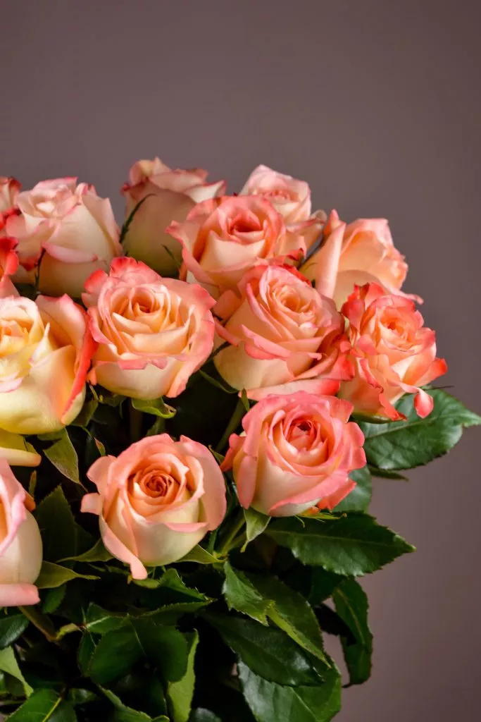 17 розовые розы Эквадор