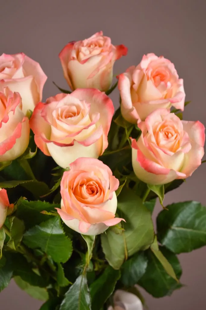 9 розовые розы Эквадор