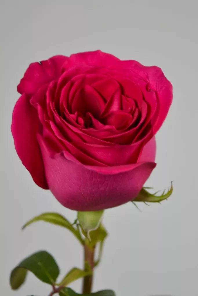 Роза Эквадор ярко -розовая, малиновая