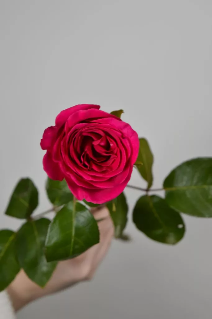 Роза Эквадор ярко -розовая, малиновая