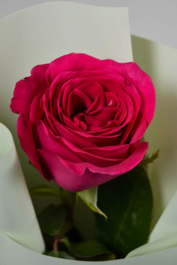 1 ярко розовая роза