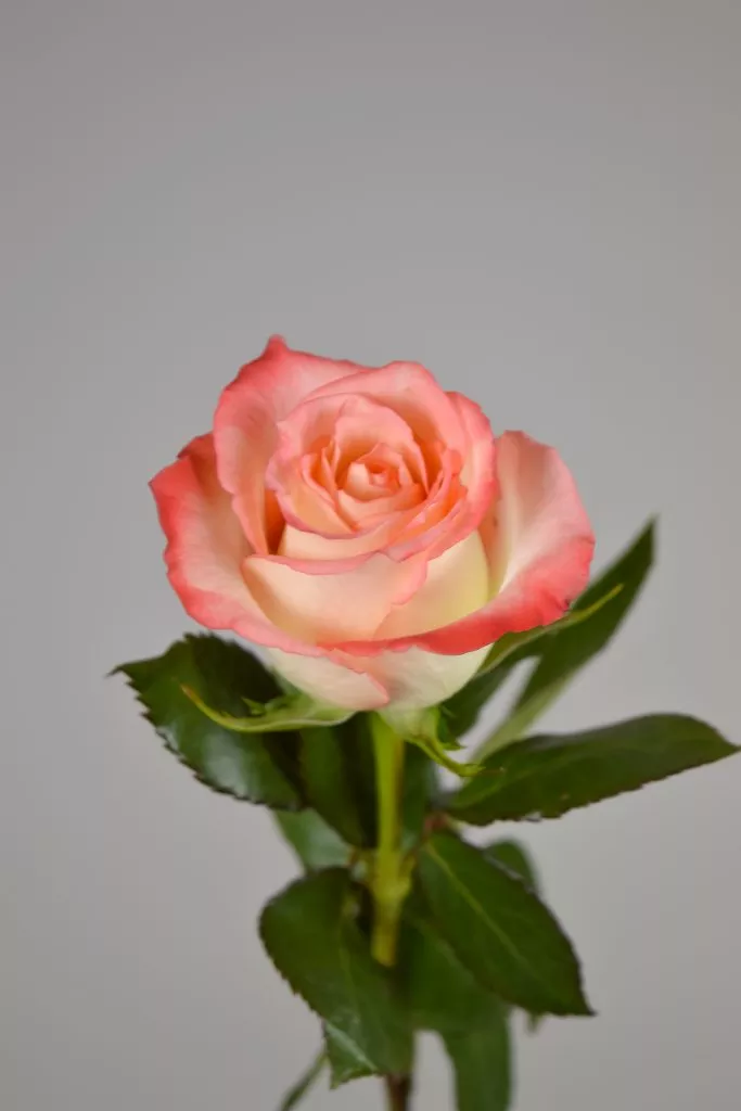 1 розовая роза