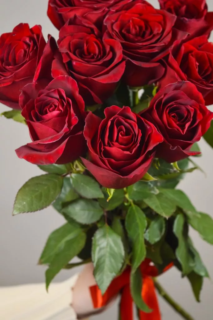 9 роз Эквадор