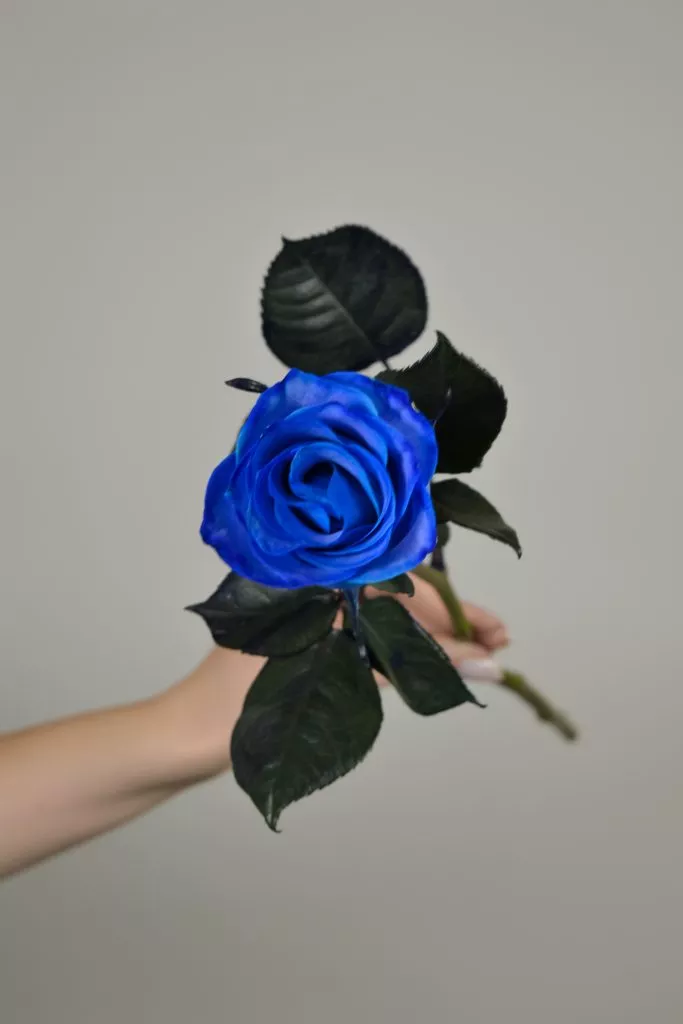 Синяя роза