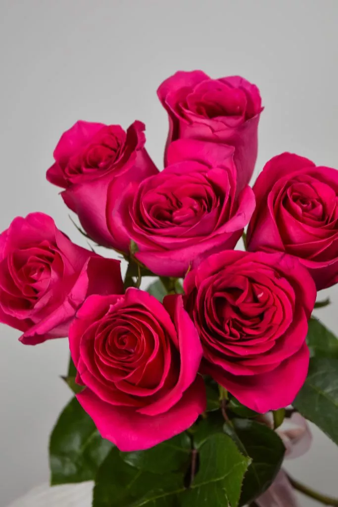 7 малиновых роз Эквадор