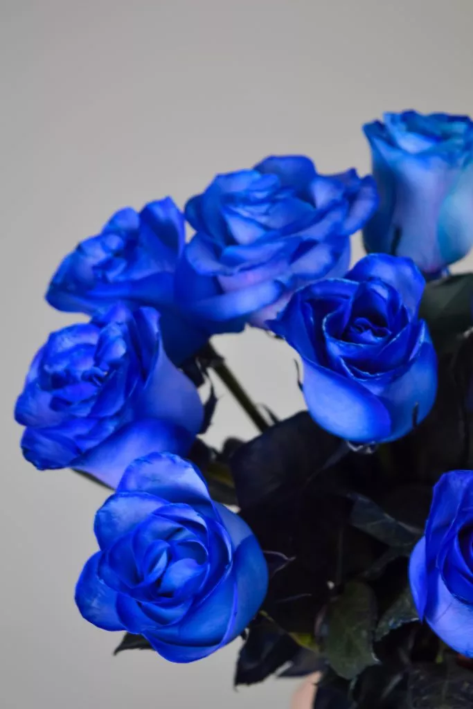 9 синих роз