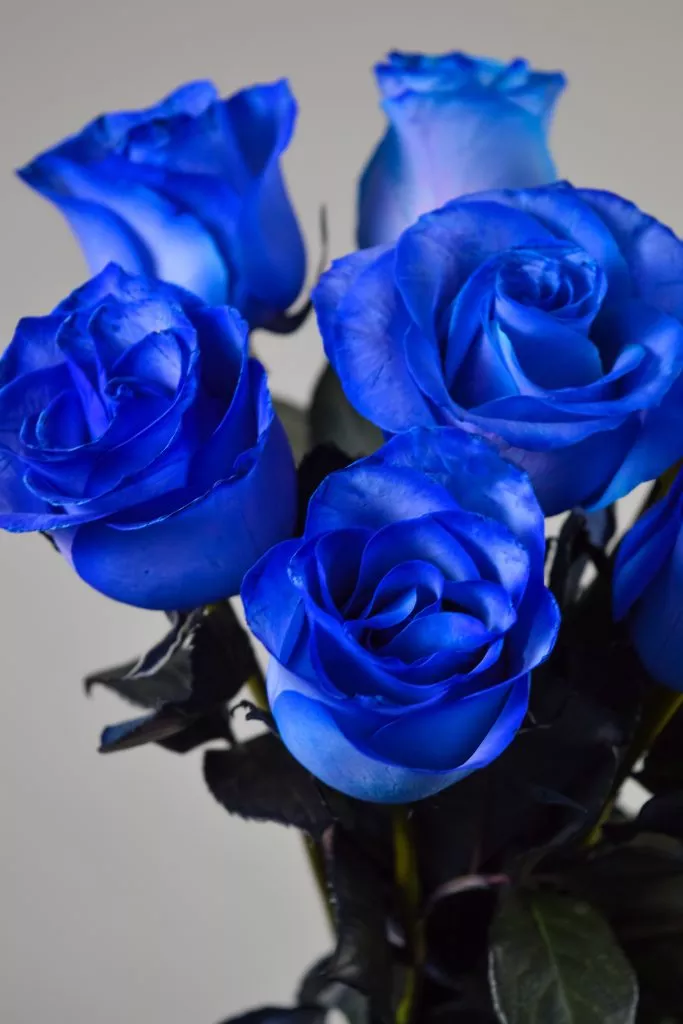 7 синих роз