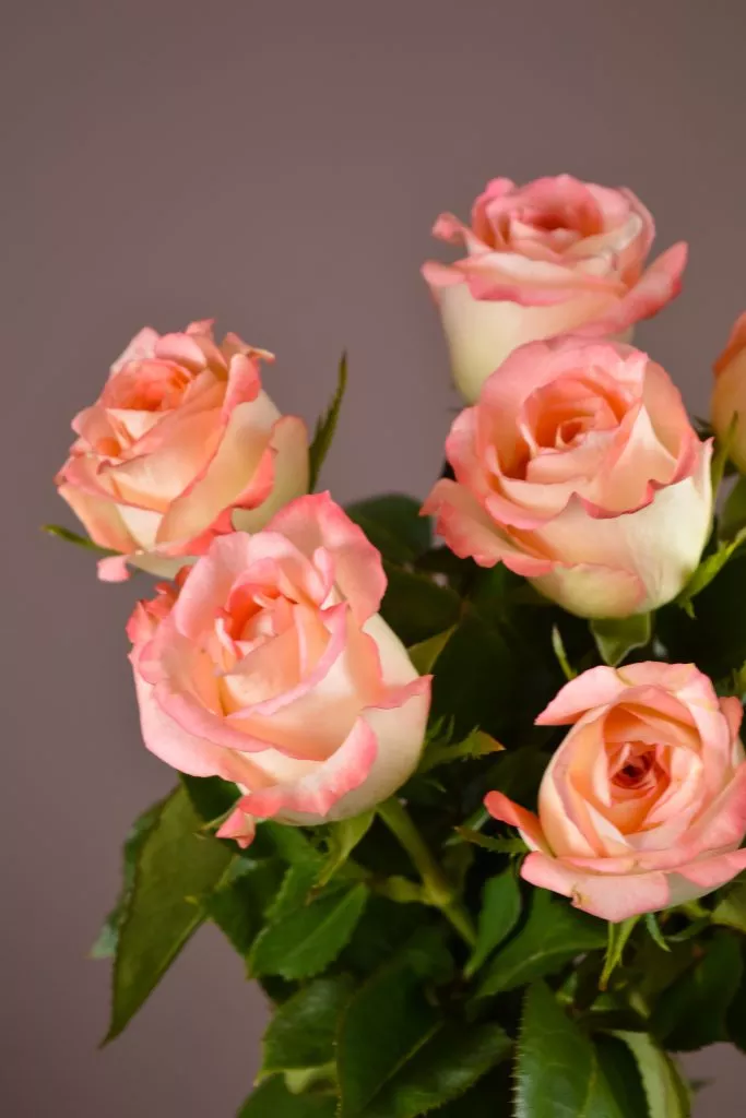 7 розовые розы Эквадор