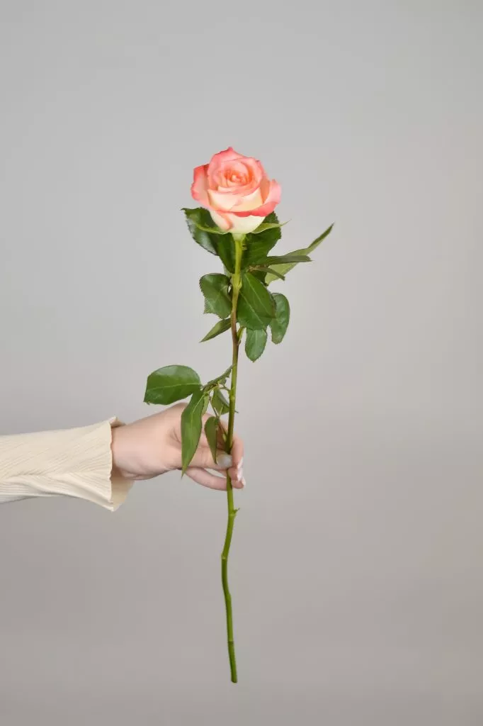1 розовая роза