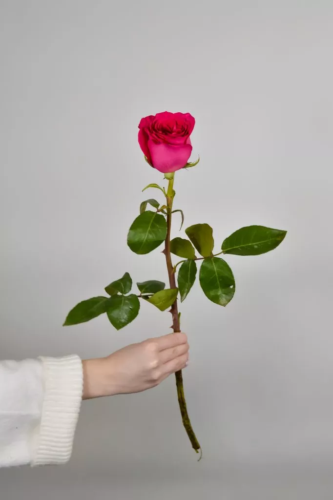 Роза Эквадор ярко -розовая, малиновая