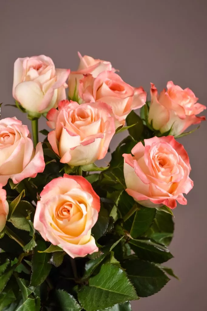 11 розовые розы Эквадор