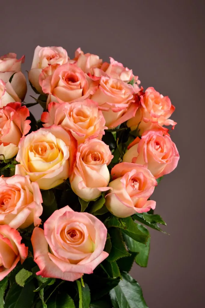 21 розовые розы Эквадор