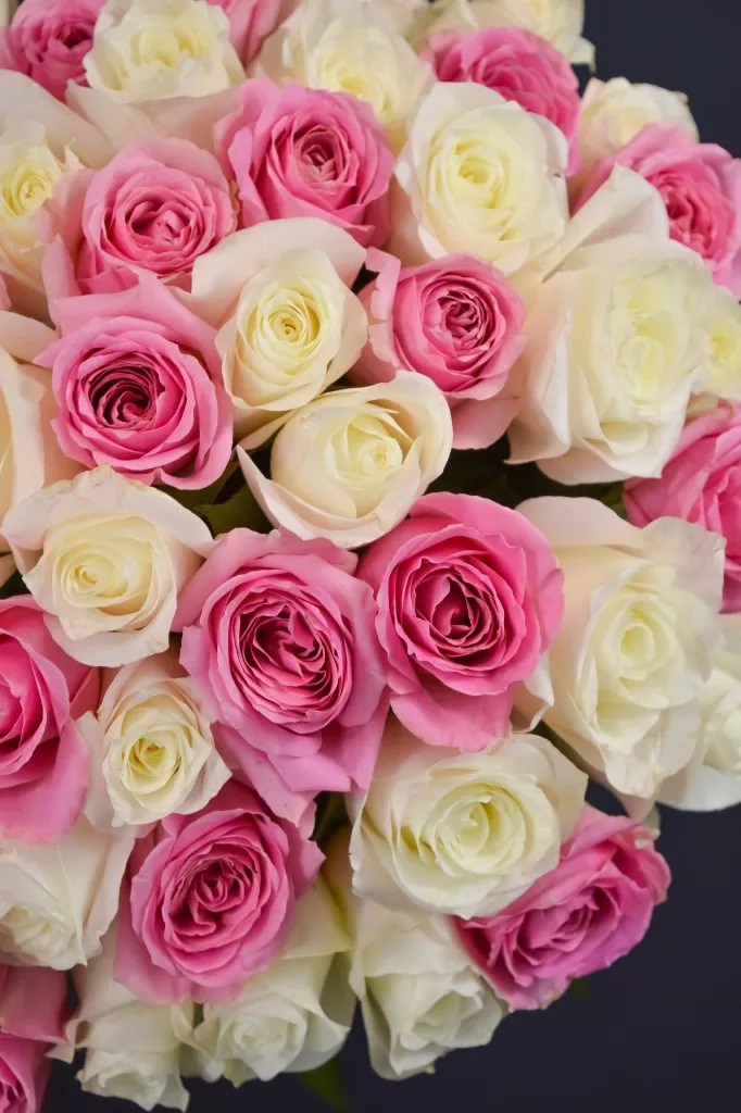 51 бело-розовая роза 40 см