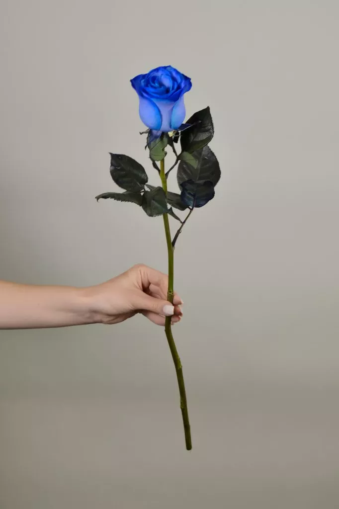Синяя роза