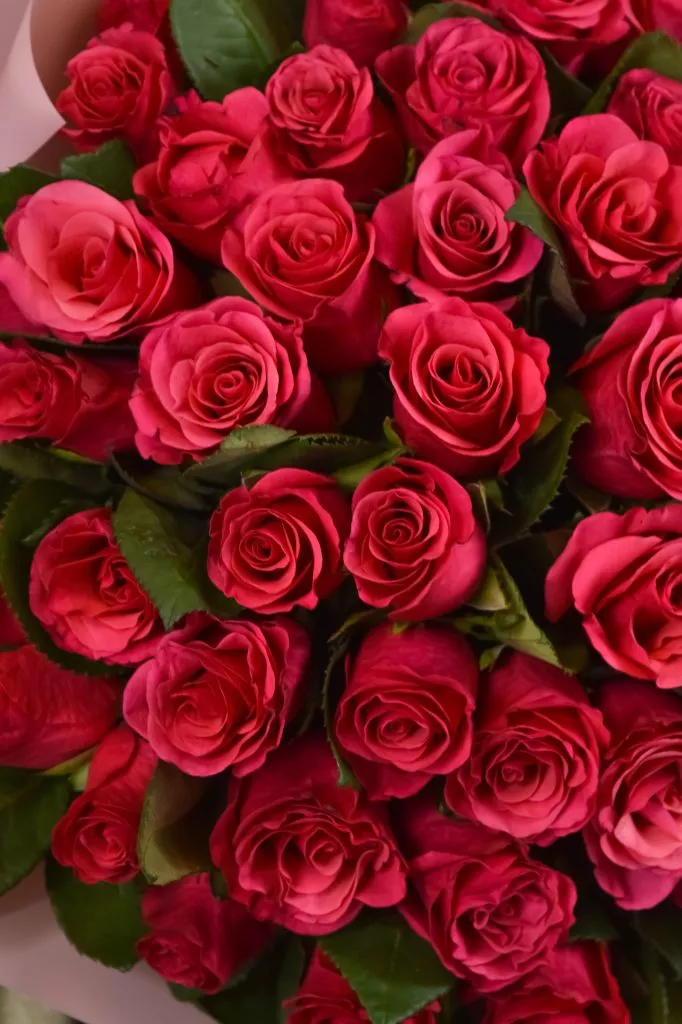 51 малиновая роза 40 см в оформлении