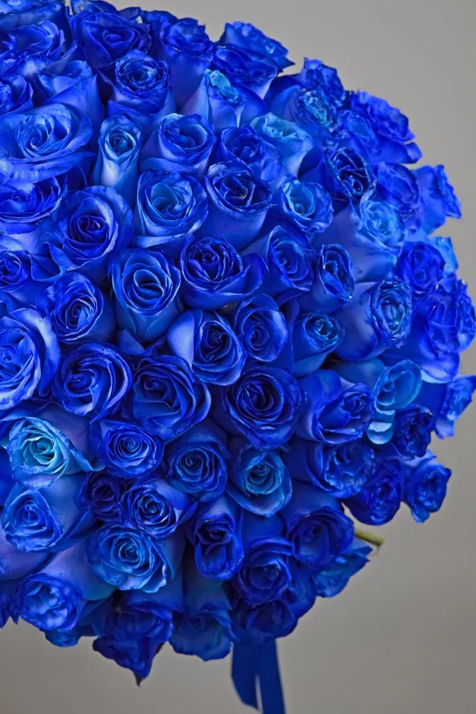 101 синяя роза Эквадор