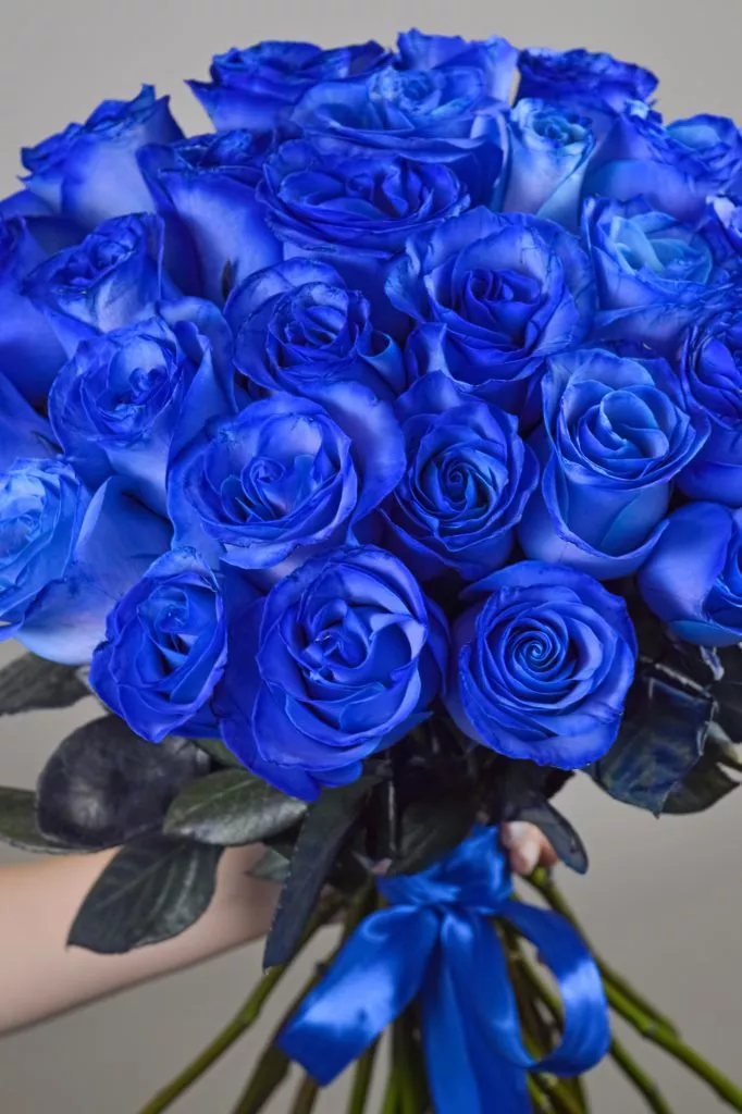 31 синяя розф Эквадор