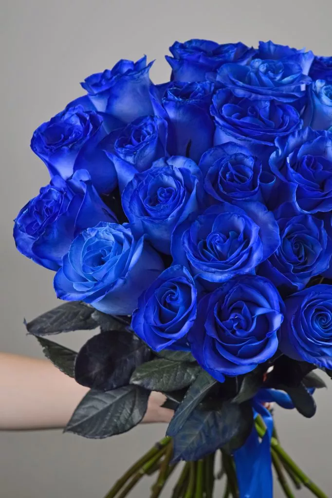 29 синих роз Эквадор