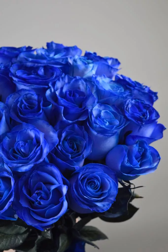 25 синих роз Эквадор