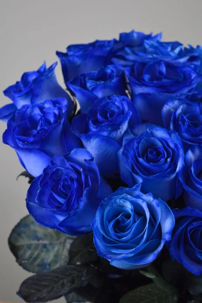 19 синих роз