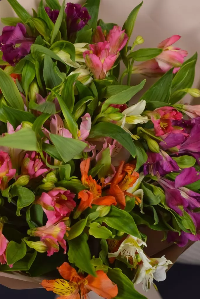 9 разноцветных альстромерий