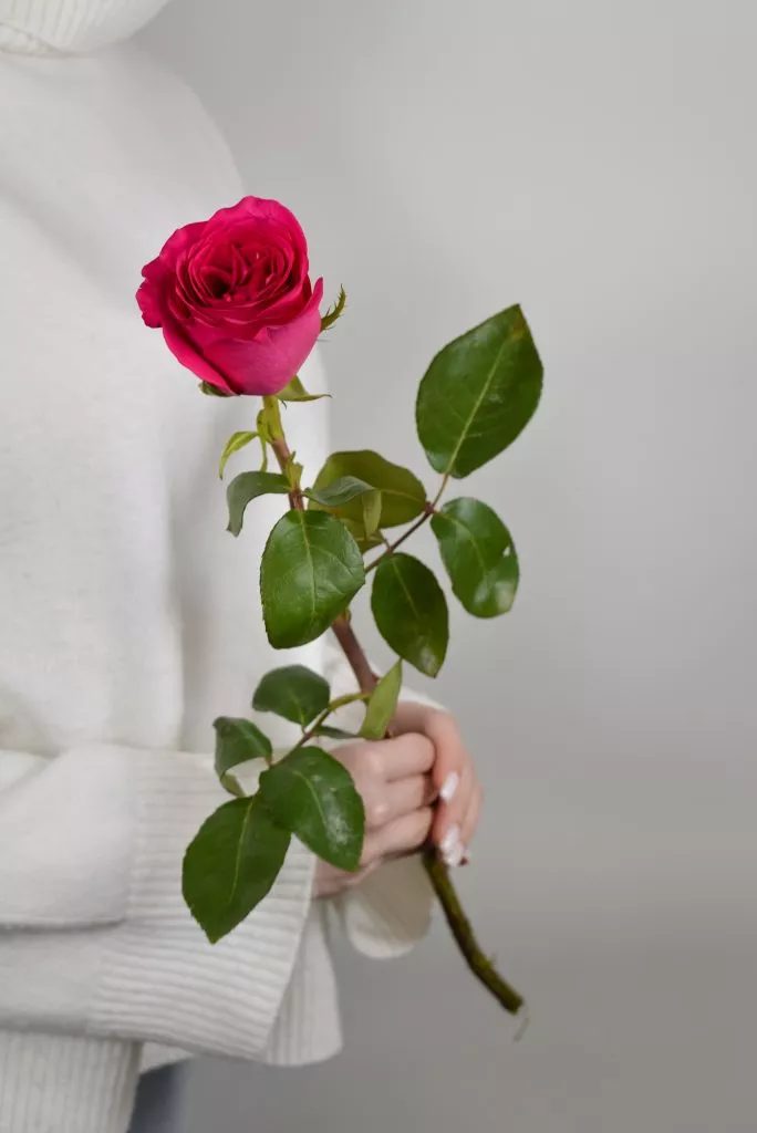 Роза Эквадор ярко -розовая, малиновая