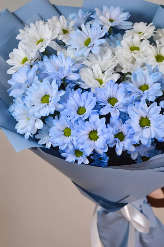7 голубых хризантем кустовых
