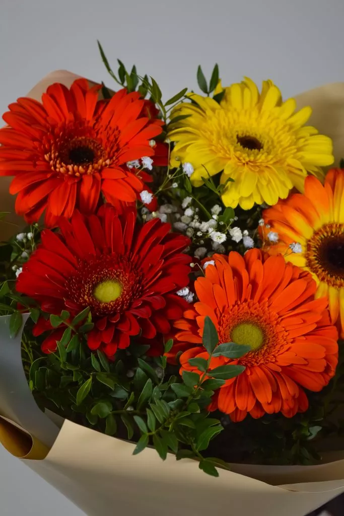 5 разноцветных гербер, 2 фисташки , бежевая упаковка