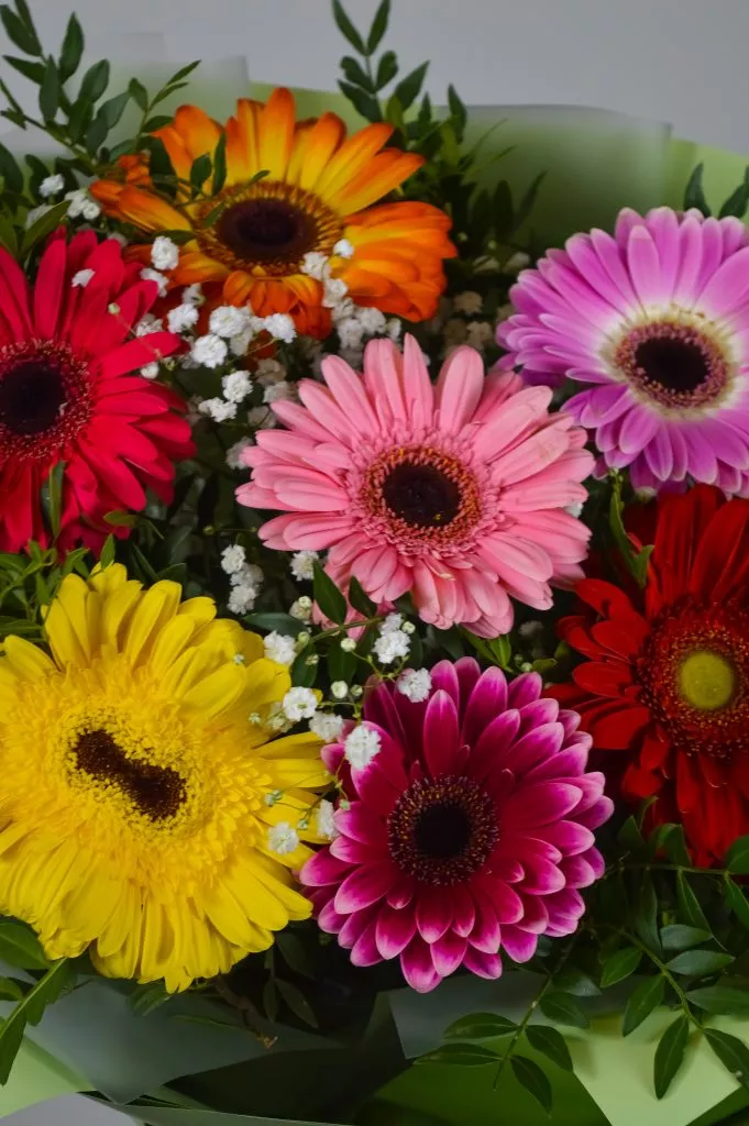 15 разноцветных гербер в сиреневой упаковке