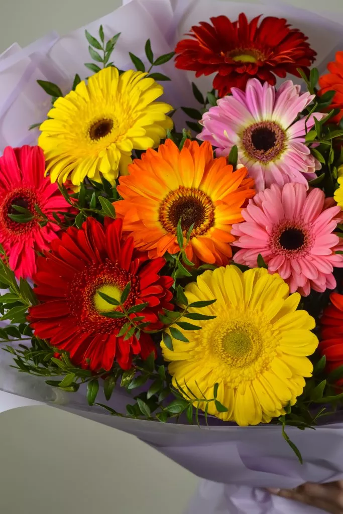 15 разноцветных гербер в сиреневой упаковке